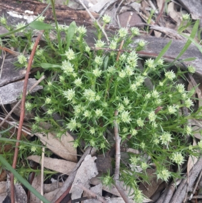 Scleranthus diander (Many-flowered Knawel) at QPRC LGA - 17 Sep 2016 by Speedsta