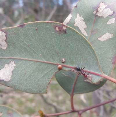 Iridomyrmex purpureus (Meat Ant) at Queanbeyan West, NSW - 17 Sep 2016 by Speedsta