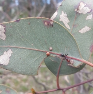 Iridomyrmex purpureus at Queanbeyan West, NSW - 17 Sep 2016