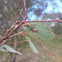 Iridomyrmex purpureus at Queanbeyan West, NSW - 17 Sep 2016