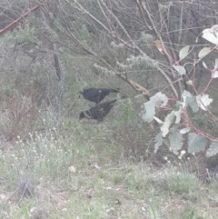 Corcorax melanorhamphos (White-winged Chough) at Hoover Reserve - 16 Sep 2016 by Speedsta