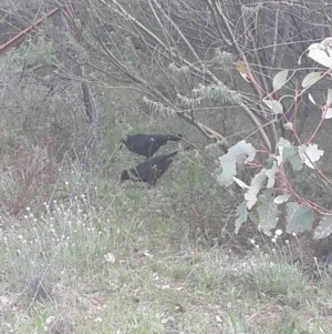 Corcorax melanorhamphos at Queanbeyan West, NSW - 17 Sep 2016