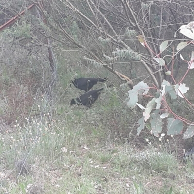 Corcorax melanorhamphos (White-winged Chough) at Queanbeyan West, NSW - 16 Sep 2016 by Speedsta