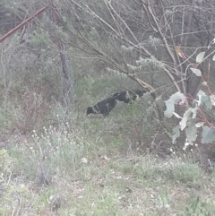 Corcorax melanorhamphos at Queanbeyan West, NSW - 17 Sep 2016