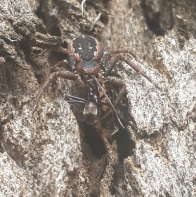 Tharpyna campestrata (Country Crab Spider) at Queanbeyan Nature Reserve - 16 Sep 2016 by Speedsta