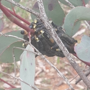 Perga sp. (genus) at Queanbeyan West, NSW - 17 Sep 2016