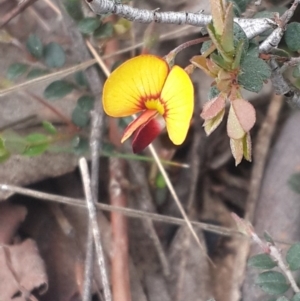 Bossiaea buxifolia at Queanbeyan West, NSW - 17 Sep 2016