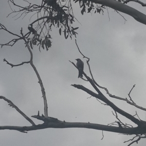 Artamus cyanopterus at Queanbeyan West, NSW - 17 Sep 2016 02:22 PM