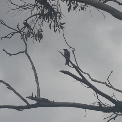 Artamus cyanopterus (Dusky Woodswallow) at QPRC LGA - 17 Sep 2016 by Speedsta