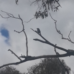 Artamus cyanopterus at Queanbeyan West, NSW - 17 Sep 2016 02:22 PM