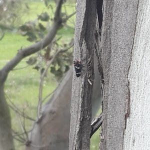 Eurymeloides pulchra at Queanbeyan West, NSW - 17 Sep 2016