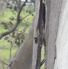 Eurymeloides pulchra at Queanbeyan West, NSW - 17 Sep 2016