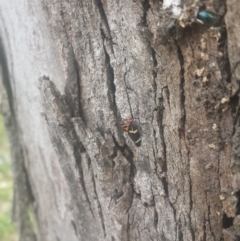 Eurymeloides pulchra at Queanbeyan West, NSW - 17 Sep 2016