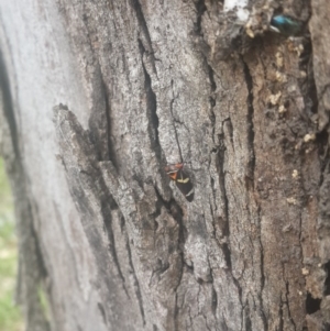 Eurymeloides pulchra at Queanbeyan West, NSW - 17 Sep 2016