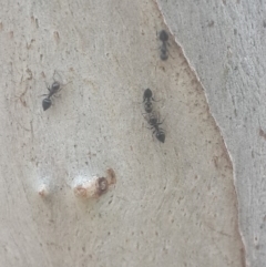 Crematogaster sp. (genus) (Acrobat ant, Cocktail ant) at Queanbeyan Nature Reserve - 17 Sep 2016 by Speedsta