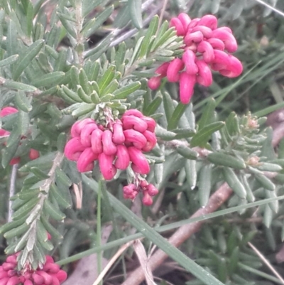 Grevillea alpina (Mountain Grevillea / Cat's Claws Grevillea) at Queanbeyan Nature Reserve - 17 Sep 2016 by Speedsta