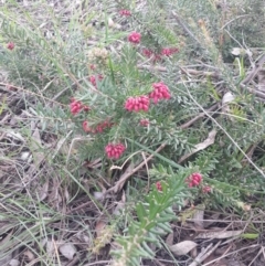 Grevillea alpina at Queanbeyan West, NSW - 17 Sep 2016