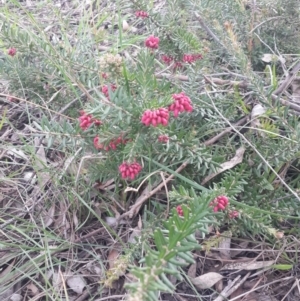 Grevillea alpina at Queanbeyan West, NSW - 17 Sep 2016