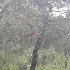 Platycercus elegans (Crimson Rosella) at Queanbeyan Nature Reserve - 17 Sep 2016 by Speedsta