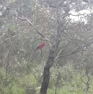 Platycercus elegans at Queanbeyan West, NSW - 17 Sep 2016 02:58 PM