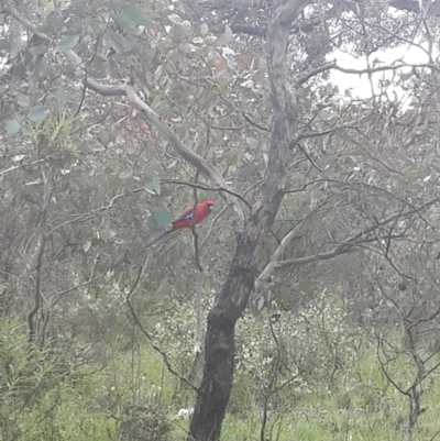 Platycercus elegans (Crimson Rosella) at QPRC LGA - 17 Sep 2016 by Speedsta