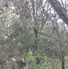 Platycercus elegans at Queanbeyan West, NSW - 17 Sep 2016