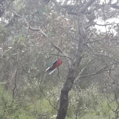 Platycercus elegans at Queanbeyan West, NSW - 17 Sep 2016 02:58 PM