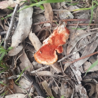Trametes (old Pycnoporus sp.) (Scarlet Bracket) at Queanbeyan West, NSW - 17 Sep 2016 by Speedsta