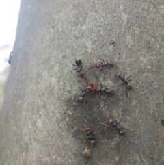 Iridomyrmex purpureus (Meat Ant) at Queanbeyan West, NSW - 17 Sep 2016 by Speedsta