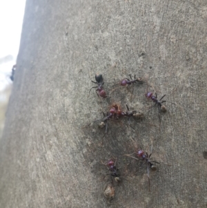 Iridomyrmex purpureus at Queanbeyan West, NSW - 17 Sep 2016 01:12 PM