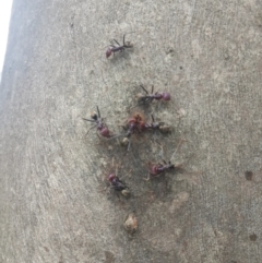 Iridomyrmex purpureus at Queanbeyan West, NSW - 17 Sep 2016 01:12 PM