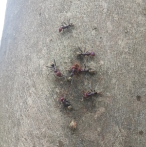 Iridomyrmex purpureus at Queanbeyan West, NSW - 17 Sep 2016