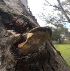 Inonotus s.l. at QPRC LGA - 17 Sep 2016