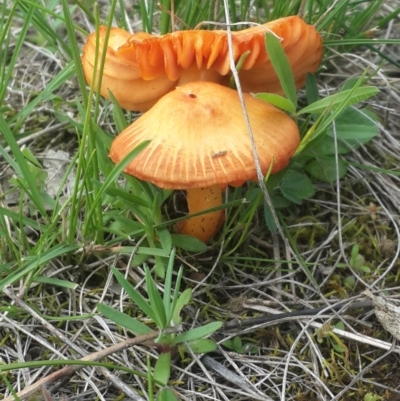 Hygrocybe sp. (Hygrocybe) at QPRC LGA - 17 Sep 2016 by Speedsta