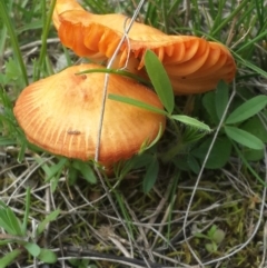 Hygrocybe sp. at Queanbeyan West, NSW - 17 Sep 2016 01:19 PM