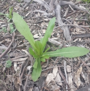 Lactuca serriola f. serriola at Queanbeyan West, NSW - 17 Sep 2016