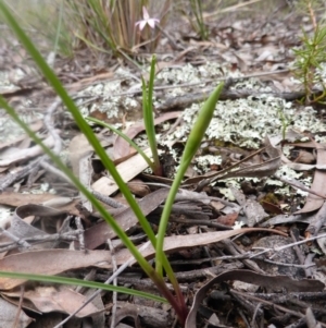 Diuris sp. at Canberra Central, ACT - suppressed