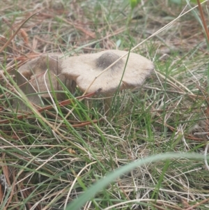 zz agaric (stem; gills white/cream) at Jerrabomberra, ACT - 17 Sep 2016 01:47 PM