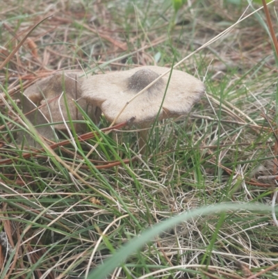 zz agaric (stem; gills white/cream) at Jerrabomberra, ACT - 17 Sep 2016 by Speedsta