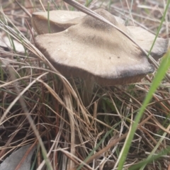 zz agaric (stem; gills white/cream) at Jerrabomberra, ACT - 17 Sep 2016 01:47 PM