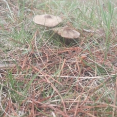 zz agaric (stem; gills white/cream) at Jerrabomberra, ACT - 17 Sep 2016 01:47 PM