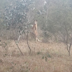 Macropus giganteus (Eastern Grey Kangaroo) at Jerrabomberra, ACT - 17 Sep 2016 by Speedsta