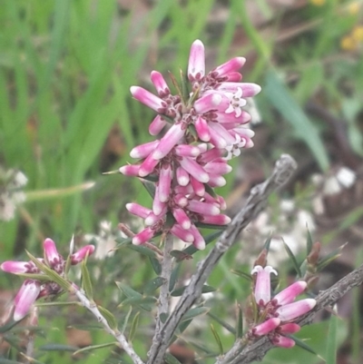 Lissanthe strigosa subsp. subulata (Peach Heath) at QPRC LGA - 17 Sep 2016 by Speedsta