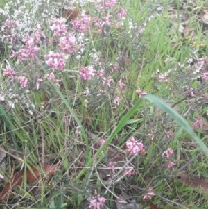 Lissanthe strigosa subsp. subulata at Jerrabomberra, ACT - 17 Sep 2016