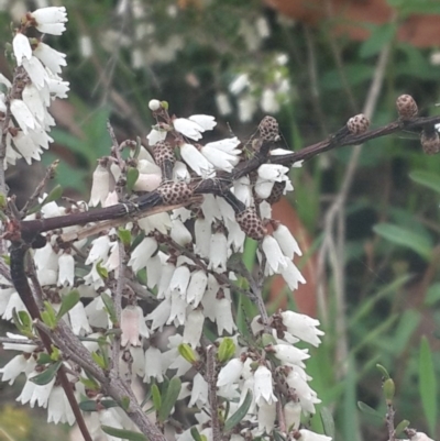 Cryptandra amara (Bitter Cryptandra) at Queanbeyan Nature Reserve - 17 Sep 2016 by Speedsta