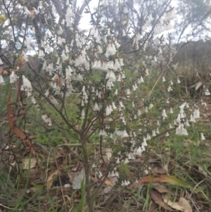 Cryptandra amara at Jerrabomberra, ACT - 17 Sep 2016 02:12 PM