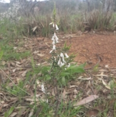 Cryptandra amara at Jerrabomberra, ACT - 17 Sep 2016