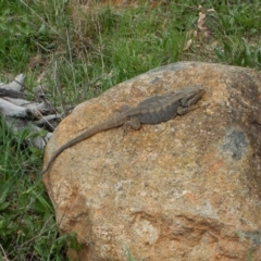 Pogona barbata (Eastern Bearded Dragon) at Mount Painter - 16 Sep 2016 by CathB