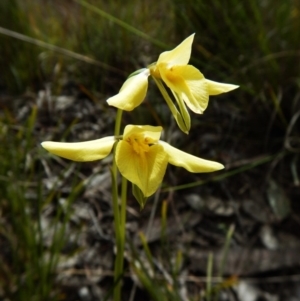 Diuris chryseopsis at Belconnen, ACT - suppressed