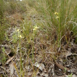 Diuris chryseopsis at Belconnen, ACT - suppressed